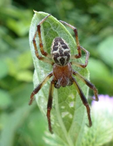 Larinioides cornutus